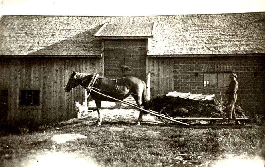 1952 Helka-tamma navetan edessä