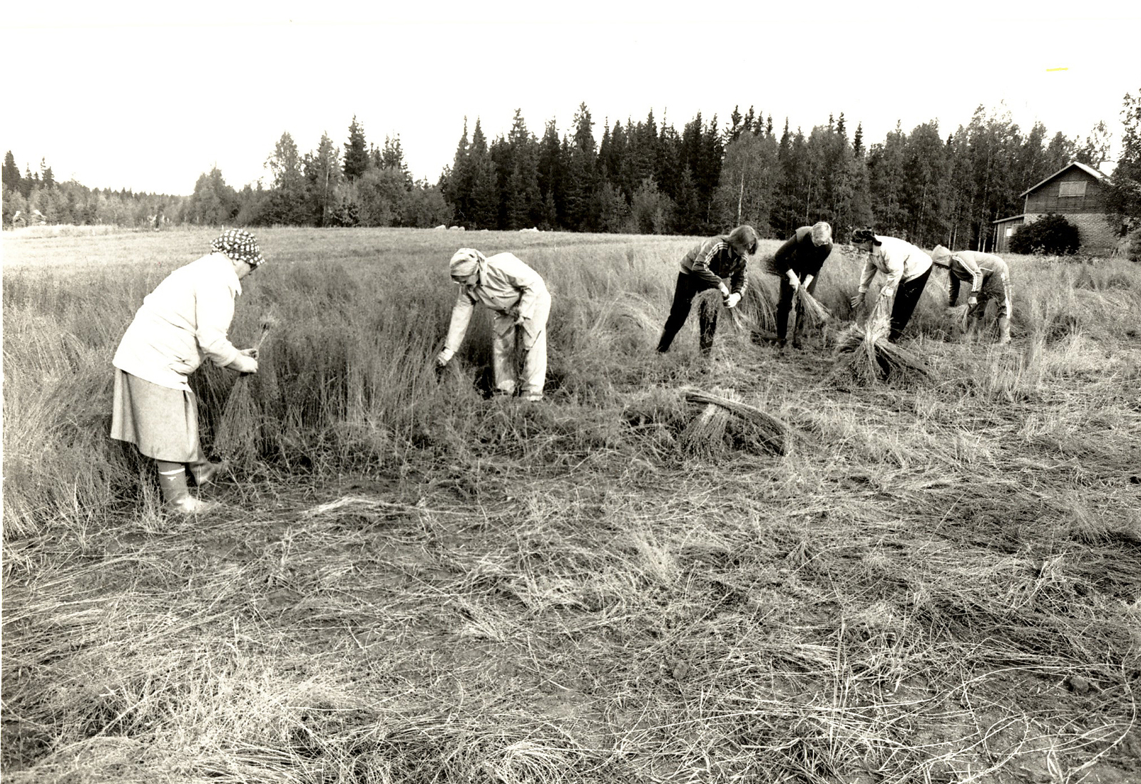 1988 Pellavan korjuuta Lehtolassa