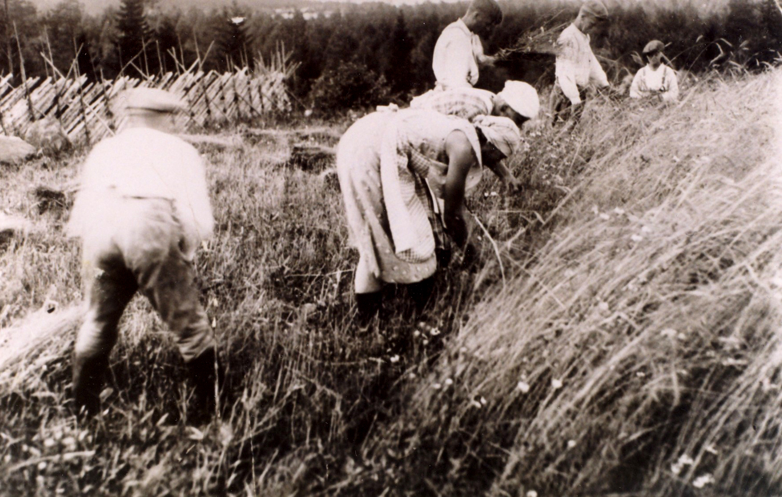 1935 Kosken pellolla