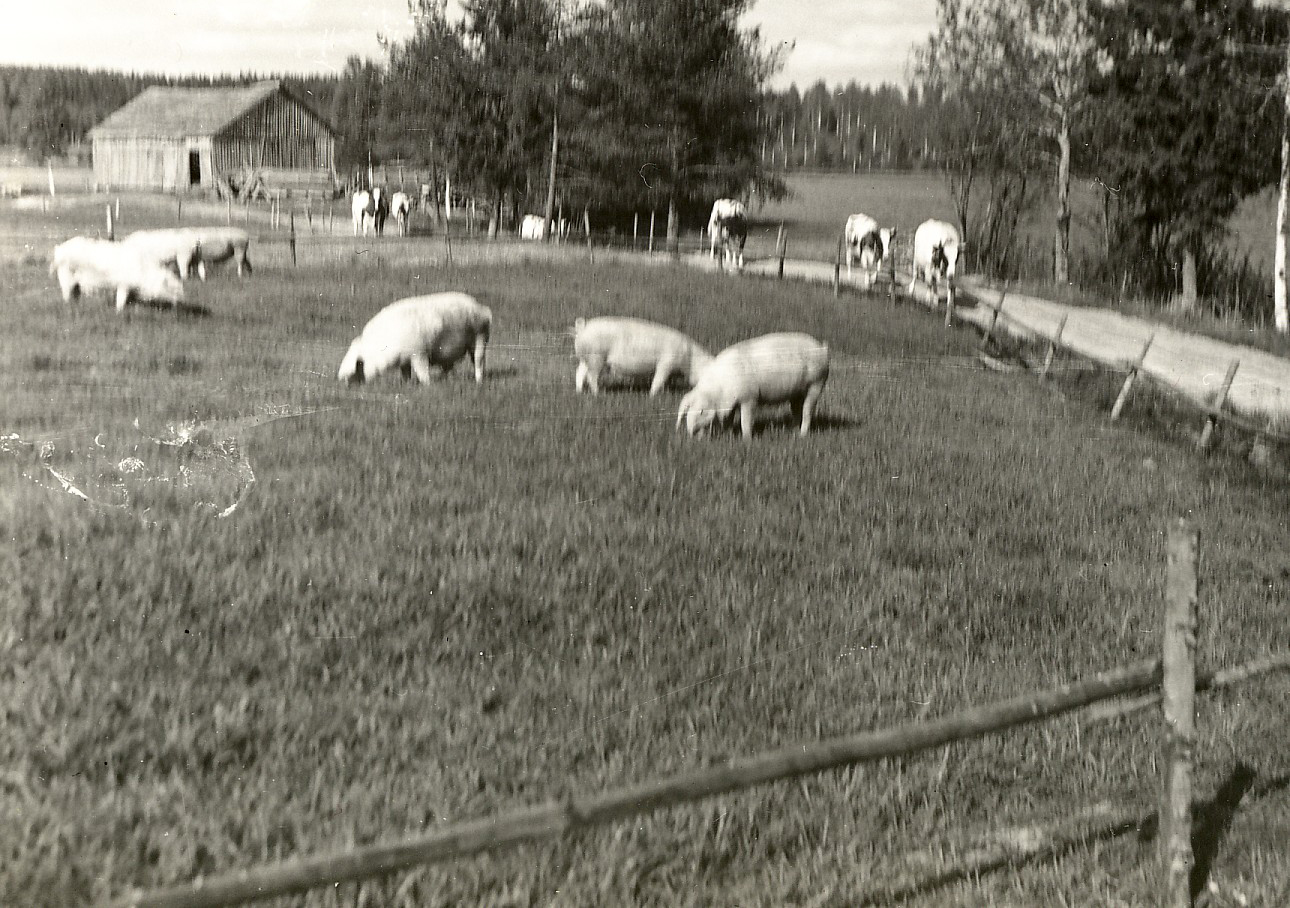 1965 Lehmät ja siat navettaan tulossa