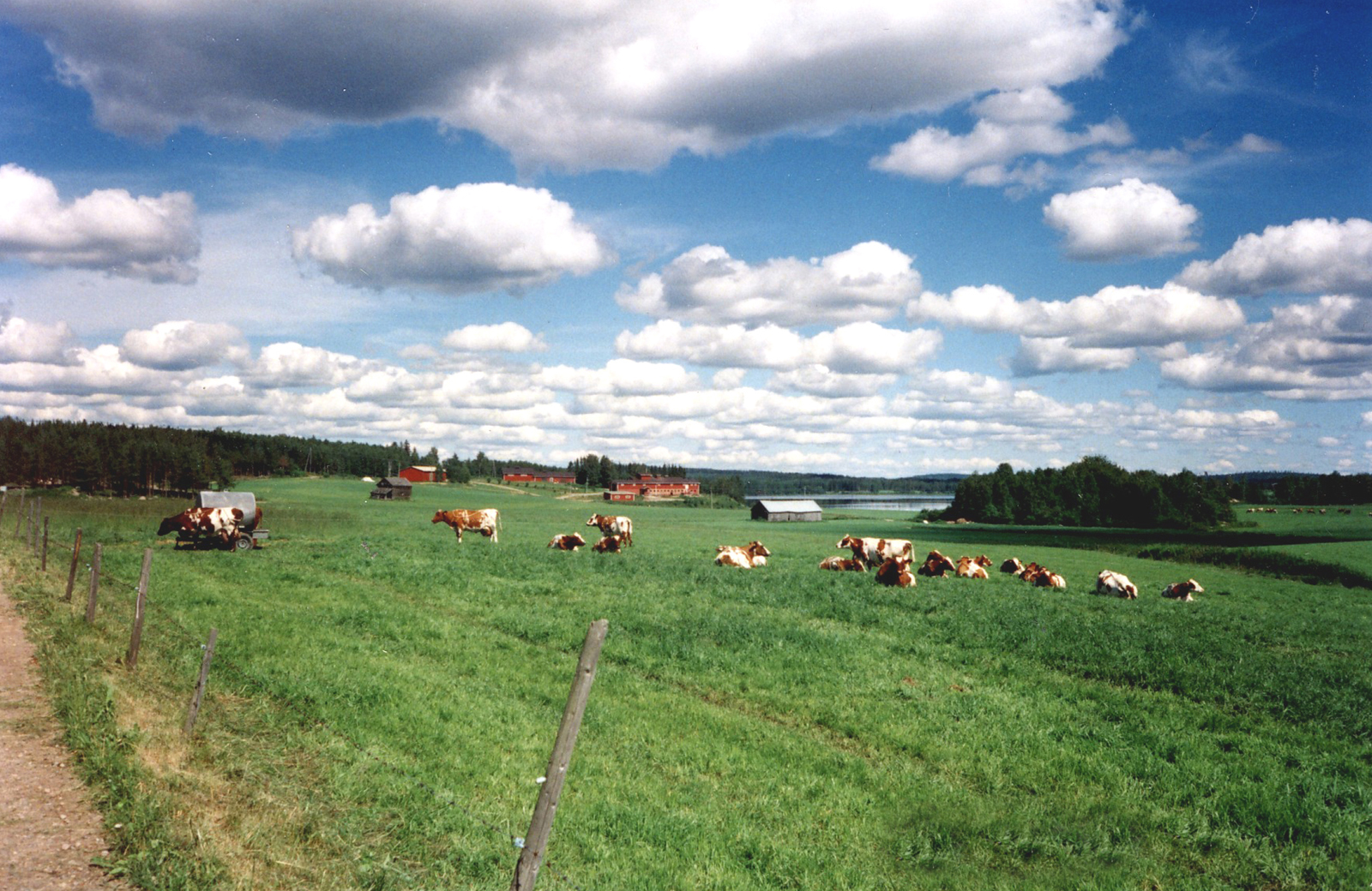2000 heinäkuun 11 lehmät niityllä