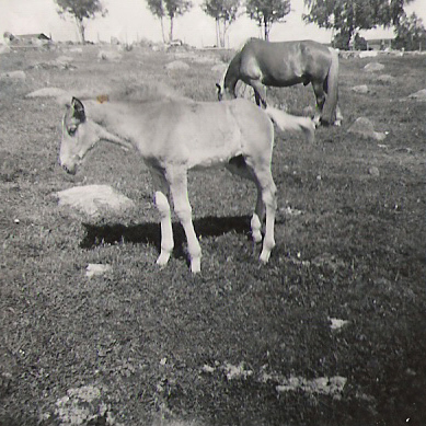 1958 Hevoset Lelu ja Seppo