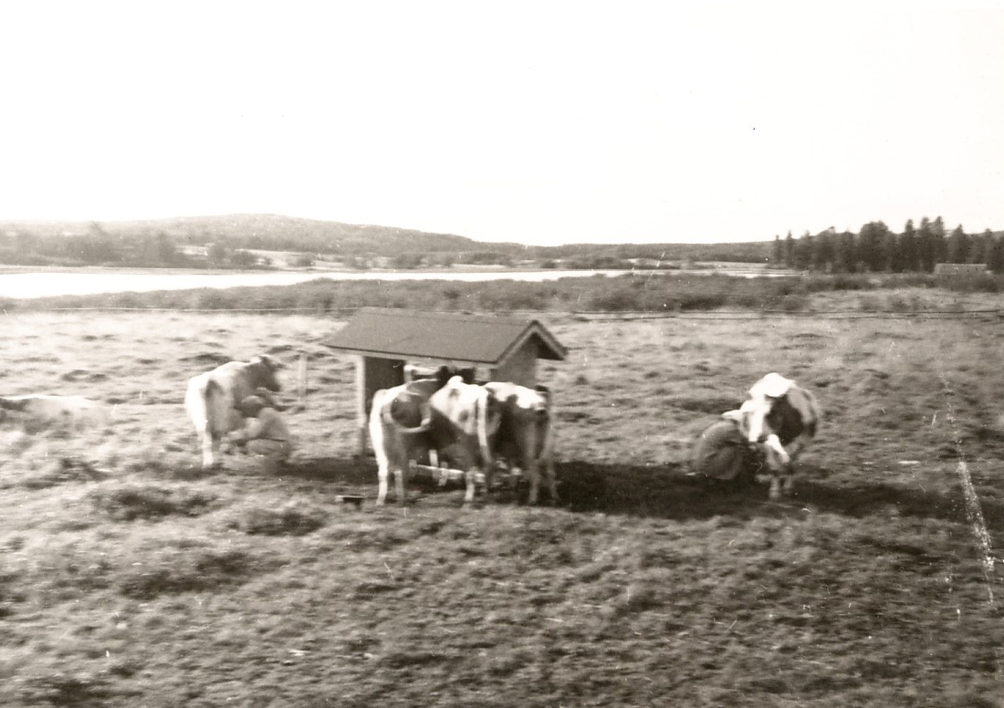 1961 Marja ja Raili lypsyllä Kaken ja Tertun hääpäivänä