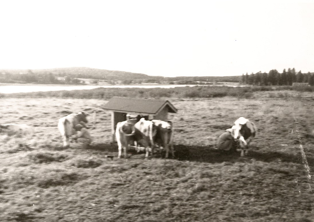 1961 Marja ja Raili lypsyllä Kaken ja Tertun hääpäivänä