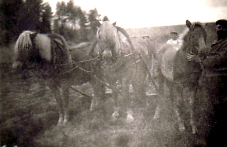 1944 rinnepellon kyntämisessä vas. Lauri kaikkonen, Ivan Ivanovits ja Taavetti-isäntä.