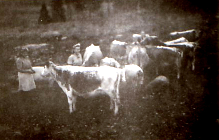 1944 kuva lehmihaasta, jossa karjapäälliköt Liisa ja Helvi Lappalainen. Huomaa kuvassa kaksi ronskia emakkoa.