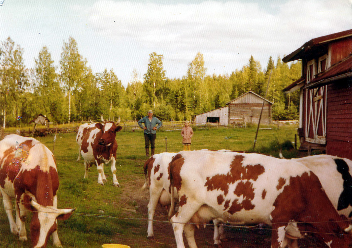 1960 Lehmät