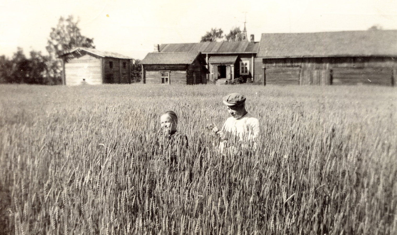 Kuva harjun vehnäpellosta vuodelta 1946. Tuolloin oli lämpimiä kesiä, jotta vehnä kekesi kasvaa ja joutua hyvin. Vehnä niitettiin viitakkeella ja puitiin puimakoneella. Isä laittoi 3 säkkiä vehnää junassa Nivalan vehnämyllyyn jauhettavaksi vehnäjauhoiksi, joista tuli hyviä pullia. Takana Harjun pihapiiriä, vas. talli, maitohuone ja liiterirakennus sekä asuinrakennus. Katon  yli näkyy tuulimylly, joka nosti vettä talouteen. Kuvan henkilöt ovat Anna Kettunen ja Taavetti Kettunen. Vehnän pituus on n.150 cm.