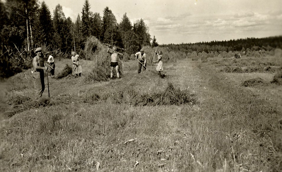 1955 Heinäntekoa Pennasperkkiössä