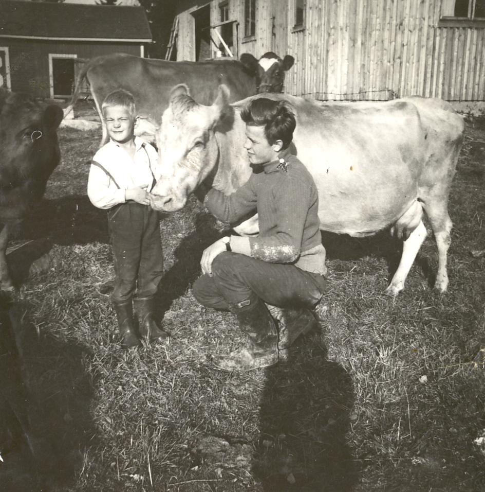 1960 Lehmät kotipihalla