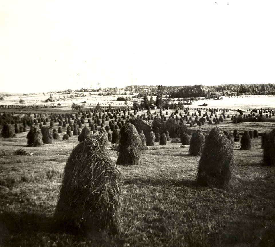 1955 Heinäseipäät Palopurolla