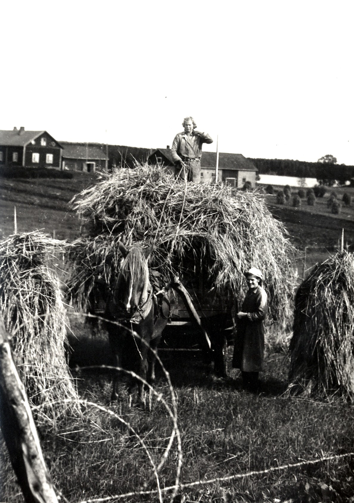 1952 Alapihan pellolla heinänteossa, Lyyli hangon varressa