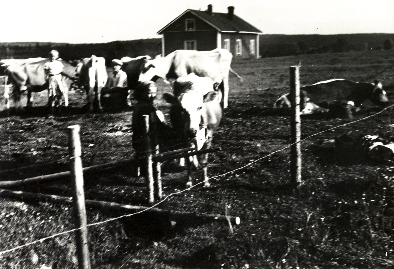 1947 Jokiniemessä lypsyllä