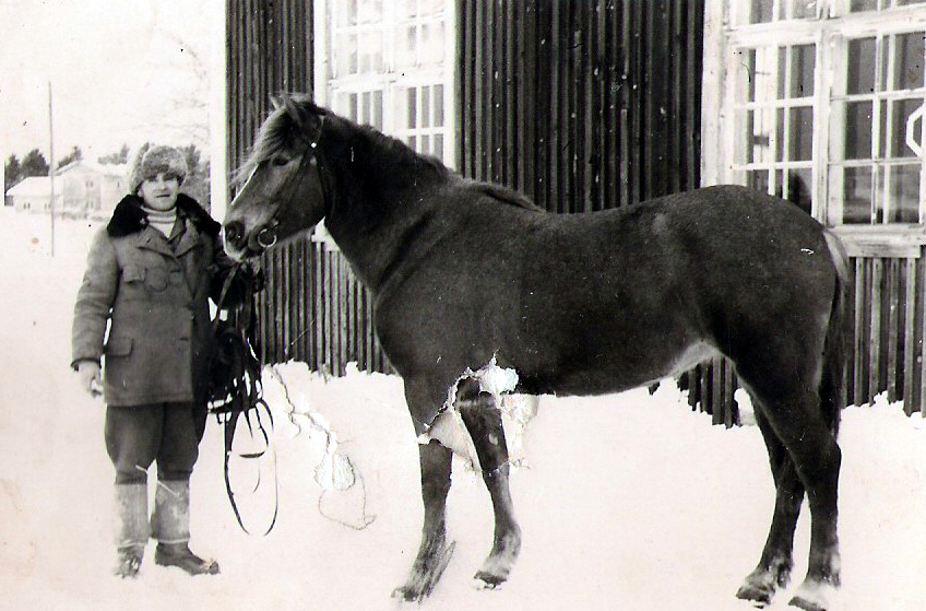 1960 Veikko ja Lento-hevonen