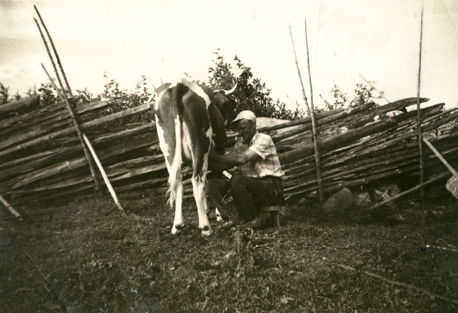 1960 Erkki ja Emma-lehmä