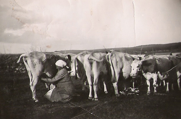 1950 Milda lypsyllä