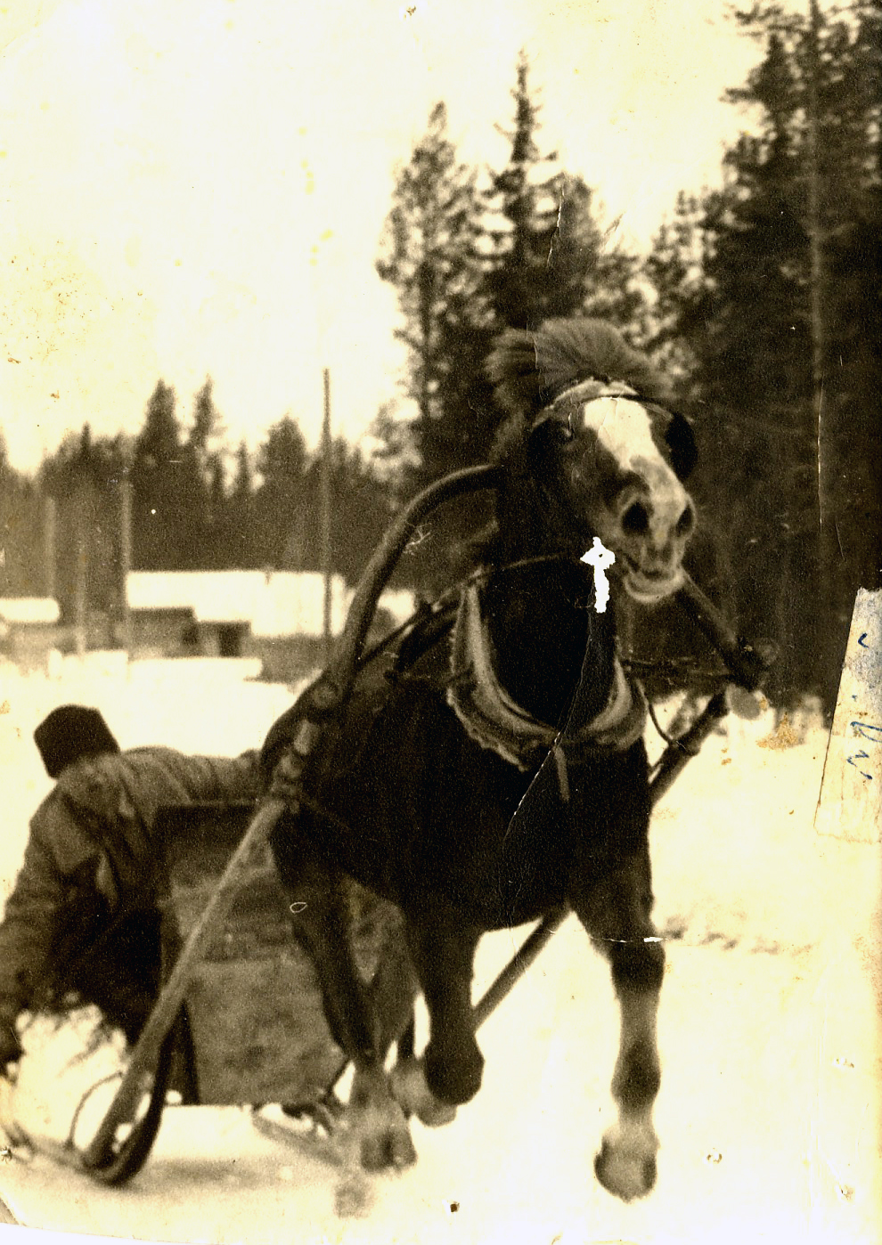 1960 Kirkkoajot, Menestys-ruuna