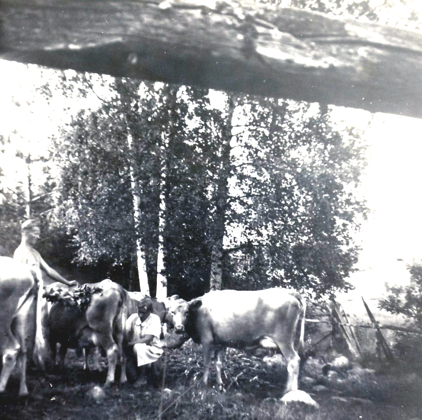 1965 Raili ja Matti lehmihaassa