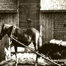 1952 Helka-tamma navetan edessä border=