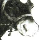 1939 Ossi-ruuna border=