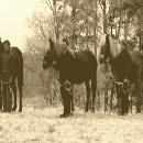 1947 Mikko Harjun maatalousoppilaitos border=