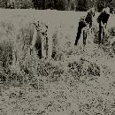 1988 Pellavan korjuuta Lehtolassa border=