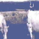 Aini Rauhalassa border=