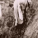 1935 Kosken pellolla border=