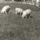 1965 Lehmät ja siat navettaan tulossa