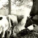 1954 Lehmisavut border=