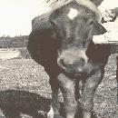 1942 Rukajärvi border=