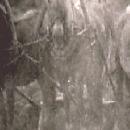 1944 rinnepellon kyntämisessä vas. Lauri kaikkonen, Ivan Ivanovits ja Taavetti-isäntä. border=