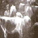 1944 kuva lehmihaasta, jossa karjapäälliköt Liisa ja Helvi Lappalainen. Huomaa kuvassa kaksi ronskia emakkoa.