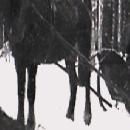 1950 Osku-ruuna reen edessä border=