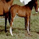 1970 Signe ja  Joosepin hevoset