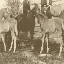 1920 Eljas - pojat vas. Otto, Santeri ja Eljas border=