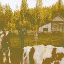 1960 Lehmät
