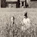 Kuva harjun vehnäpellosta vuodelta 1946. Tuolloin oli lämpimiä kesiä, jotta vehnä kekesi kasvaa ja joutua hyvin. Vehnä niitettiin viitakkeella ja puitiin puimakoneella. Isä laittoi 3 säkkiä vehnää junassa Nivalan vehnämyllyyn jauhettavaksi vehnäjauhoiksi, joista tuli hyviä pullia. Takana Harjun pihapiiriä, vas. talli, maitohuone ja liiterirakennus sekä asuinrakennus. Katon  yli näkyy tuulimylly, joka nosti vettä talouteen. Kuvan henkilöt ovat Anna Kettunen ja Taavetti Kettunen. Vehnän pituus on n.150 cm. border=