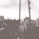 1965 Esko, koira ja poika pellolla border=