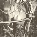 1939 Matti-ukki ja Raila sotaan lähdössä border=