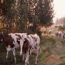 1980 Heinäkuun 30. lehmät tulevat viimeisen kerran laitumelta ennen niiden poisviemistä. Yksi aikakausi on päättynyt.