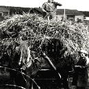 1952 Alapihan pellolla heinänteossa, Lyyli hangon varressa border=