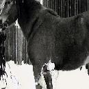 1960 Veikko ja Lento-hevonen