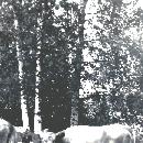 1965 Raili ja Matti lehmihaassa
