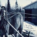 Eino hevosen kanssa border=